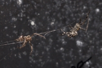 L'peire des fissures. Un mle venant de muer (Araneae - Araneidae - Nuctenea umbratica)
